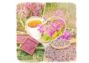 Іван (кипрей) чай: збір і сушка в домашніх умовах