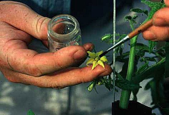 Вирощування помідорів на балконі: сорти томатів, особливості догляду