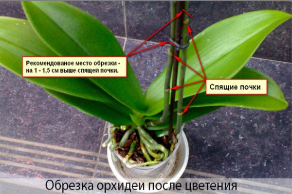 Догляд за орхідеєю після закінчення цвітіння — створюємо умови для повторного росту і розвитку