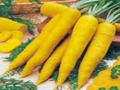 Різноманіття сортів моркви: забарвлення, форма і строки дозрівання Різноманіття сортів моркви: забарвлення, форма і строки дозрівання
