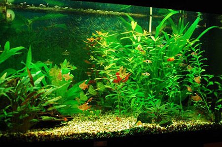 Світлодіодні лампи для акваріума: як зробити своїми руками