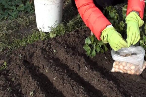 Посадка цибулі під зиму: кращі сорту, умови вирощування і догляд
