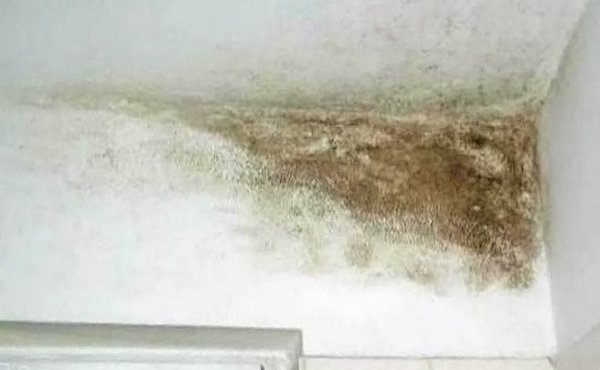 Як прибрати цвіль у ванній: причини виникнення і способи їх усунення