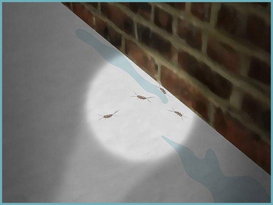 Як звільнити ванну від неприємного комахи – чешуйницы