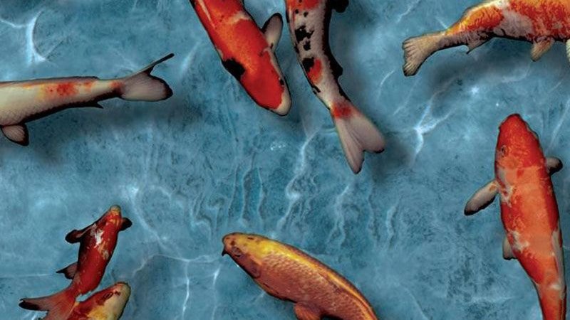 Настінна плитка для ванної: колекція фото