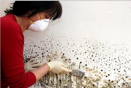 Цвіль у ванній на швах плитки, способи її усунення