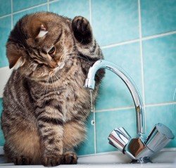 Вибираємо кран для кухонної мийки