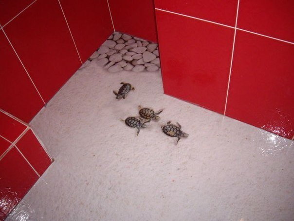 3д підлоги у ванній, варіанти ідей, найбільш важливі нюанси