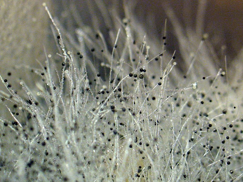 Засіб від цвілі у ванній кімнаті, розкриваємо найефективніші