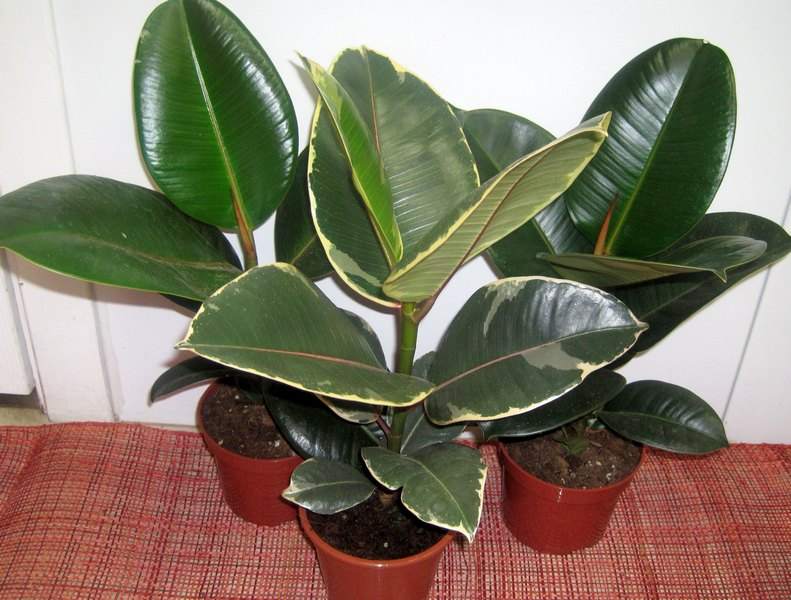 Як зволожити повітря в домашніх умовах без зволожувача?