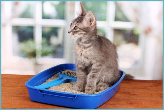 Як прочистити засмітився, забившийся унітаз в домашніх умовах