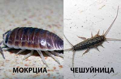 Мокриці у ванній кімнаті: як позбутися і які є методи боротьби?