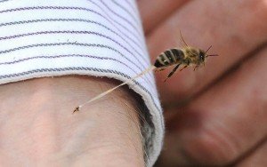 Сонник вжалила Оса Вкусила в руку палець бачити уві сні до чого сниться?