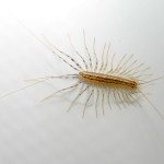 Якщо завелися комахи у ванній Якщо завелися комахи у ванній