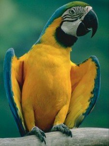 Сонник великий красивий мовець Папуга Ара бачити уві сні до чого сниться Сонник великий красивий мовець Папуга Ара бачити уві сні до чого сниться