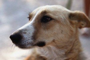 Сонник Мертва Собака: дохла, померла, покійна, труп бачити уві сні до чого сниться?