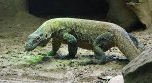 Сонник ящірка до чого сниться ящірка бачити уві сні