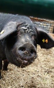 Сонник свині до чого сняться свині бачити уві сні