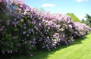 Сонник Сирень до чого сниться Бузок квітуча: бузкова або біла в букеті бачити уві сні