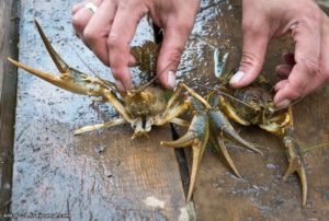 Сонник Раки Ловити живі у воді бачити уві сні до чого сниться?
