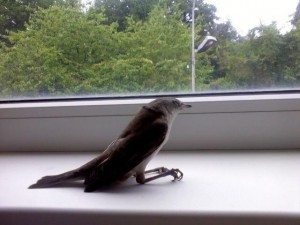 Сонник Воробей до чого сниться Горобець в руках залетів у вікно бачити уві сні