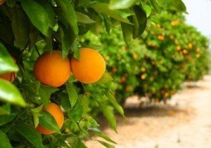 Сонник фрукти до чого сняться фрукти бачити уві сні