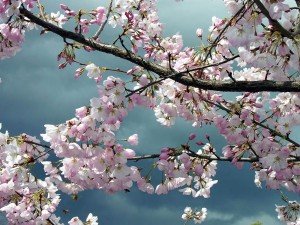 Сонник Квітучі Дерева бачити уві сні до чого сниться?