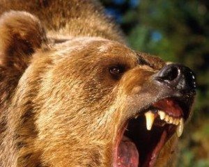 Сонник Ведмідь нападає до чого сниться Ведмідь нападає: білий, бурий, чорний бачити уві сні