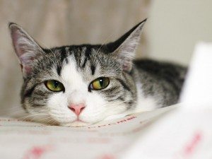 Сонник Мертва кішка до чого сниться Умершея Кішка живий бачити уві сні