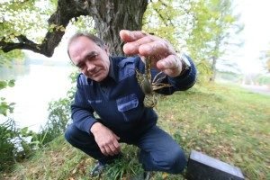 Сонник Раки Ловити живі у воді бачити уві сні до чого сниться?