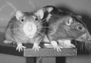 Сонник Битися до чого сниться Битися: з чоловіком, покійником, чоловіком, сестрою бачити уві сні Сонник Битися до чого сниться Битися: з чоловіком, покійником, чоловіком, сестрою бачити уві сні