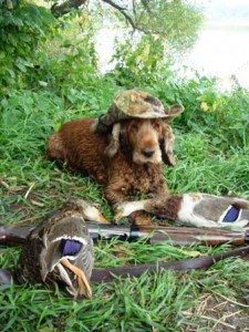 Сонник злий Собака до чого сниться велика злий Собака яка кидається, тікати бачити уві сні