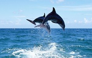 Сонник Море блакитне чисте прозоре із хвилями бачити уві сні до чого сниться?