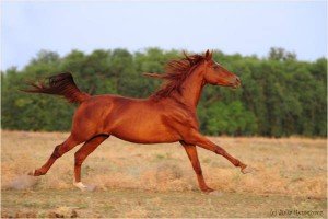 Сонник Скакати на Коні верхи уві сні до чого сниться Сонник Скакати на Коні верхи уві сні до чого сниться