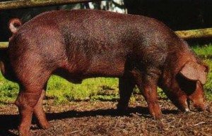 Сонник свині до чого сняться свині бачити уві сні