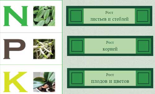 Підгодівля бонсай. Добрива для бонсай