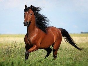 Сонник Кінь Коричнева до чого сниться Кінь Коричнева дівчині, жінці: їхати, скакати, бачити уві сні