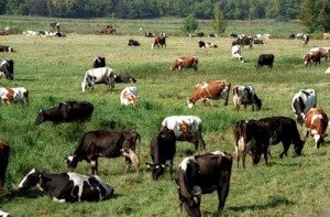 Сонник Стадо Корів жінці багато бачити уві сні до чого сниться?