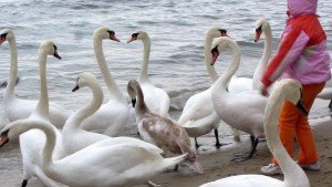 Сонник Білі Лебеді на воді чи в небі бачити уві сні до чого сняться?
