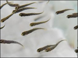 Сонник Риба жінці до чого сниться Риба жінці: жива, заморожена, свіжа, жива, чистити, купувати, сира бачити уві сні