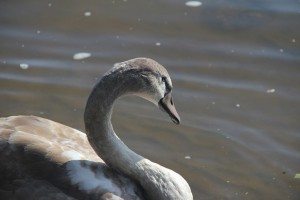 Сонник Лебеді до чого сняться Лебеді: чорний на воді бачити уві сні