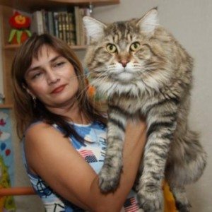 Сонник Кішки до чого сняться Кішки бачити уві сні бачив до чого це?