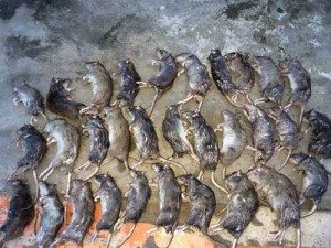 Сонник Дохлі Пацюки до чого сняться Дохлі Пацюки багато: в будинку, квартирі бачити уві сні