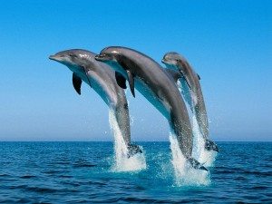 Сонник Море до чого сниться Море: брудне, розбурхане, холодне, зарезшее, синє, пірнати, тонути, бачити уві сні