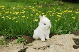Сонник Білий Кролик бачити уві сні до чого сниться?