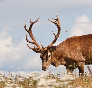 Сонник Олень з великими рогами бачити уві сні до чого сниться