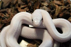 До чого сняться змії уві сні і що це значить?