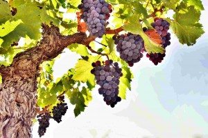 Сонник Виноград бачити уві сні до чого сниться?