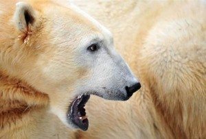 Сонник Білий Ведмідь з ведмежатами жінці чоловікові: нападає, женеться, тікати до чого сниться бачити уві сні