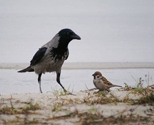 Сонник Воробей до чого сниться Горобець в руках залетів у вікно бачити уві сні